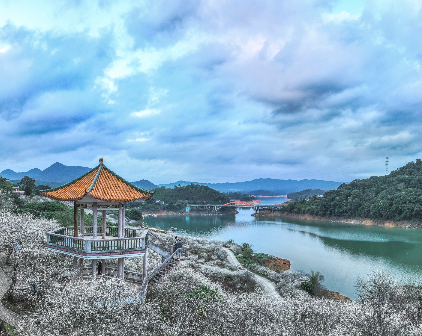 流溪河畔雪梅飘香