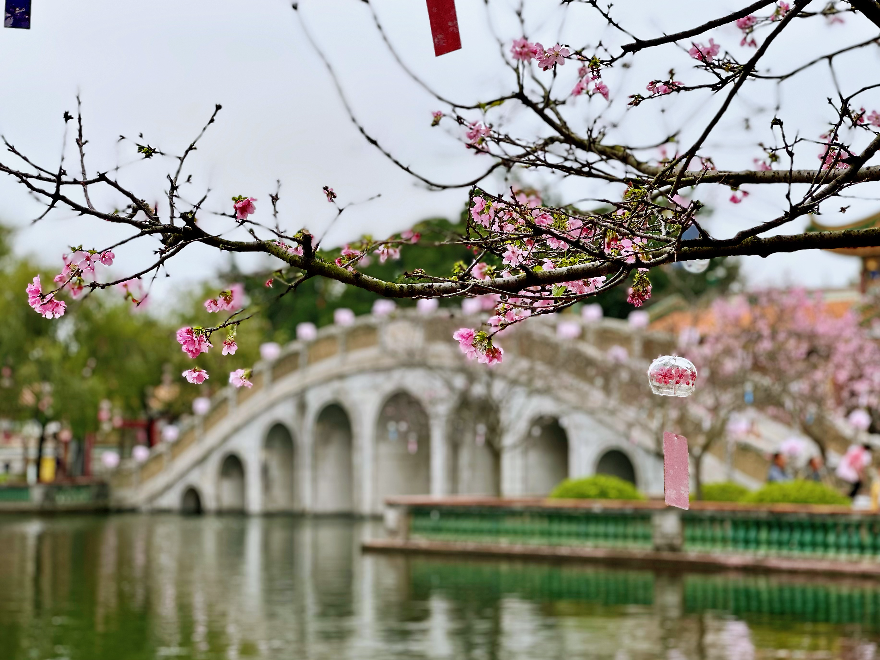 2024年3月6日，番禺区宝墨园“宝墨园春日”。张晓京摄3.jpg