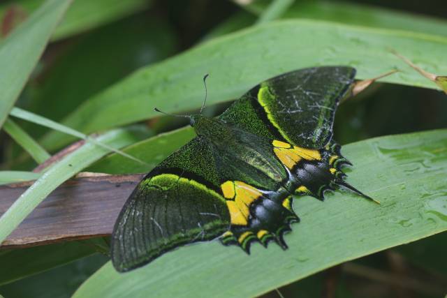 “国蝶”金斑喙凤蝶现身广州流溪河国家森林公园 施悦谋摄