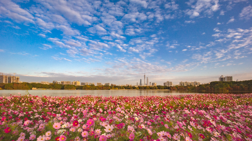 《大美海珠》 林展文