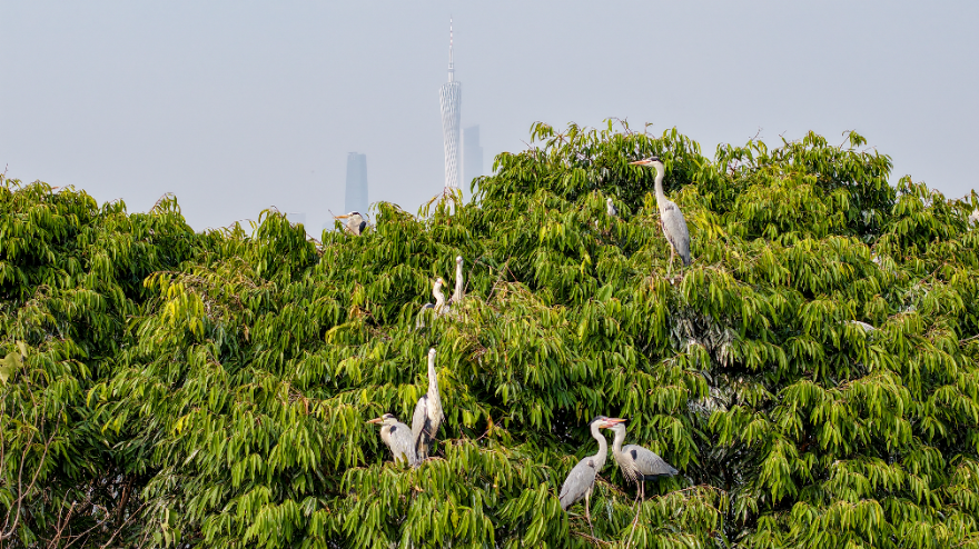 张政炀《城市与自然的交响》海珠湿地