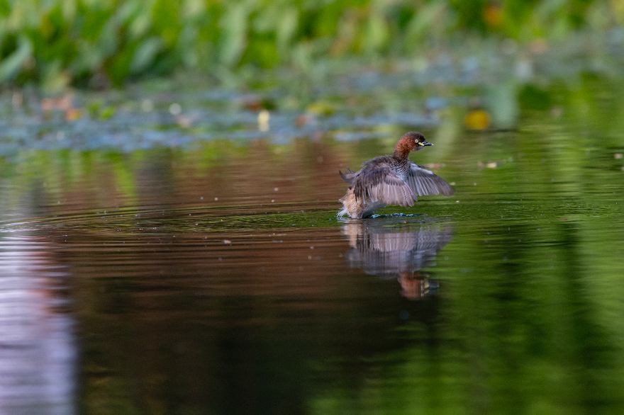 张政炀《水面上的舞者》海珠湿地
