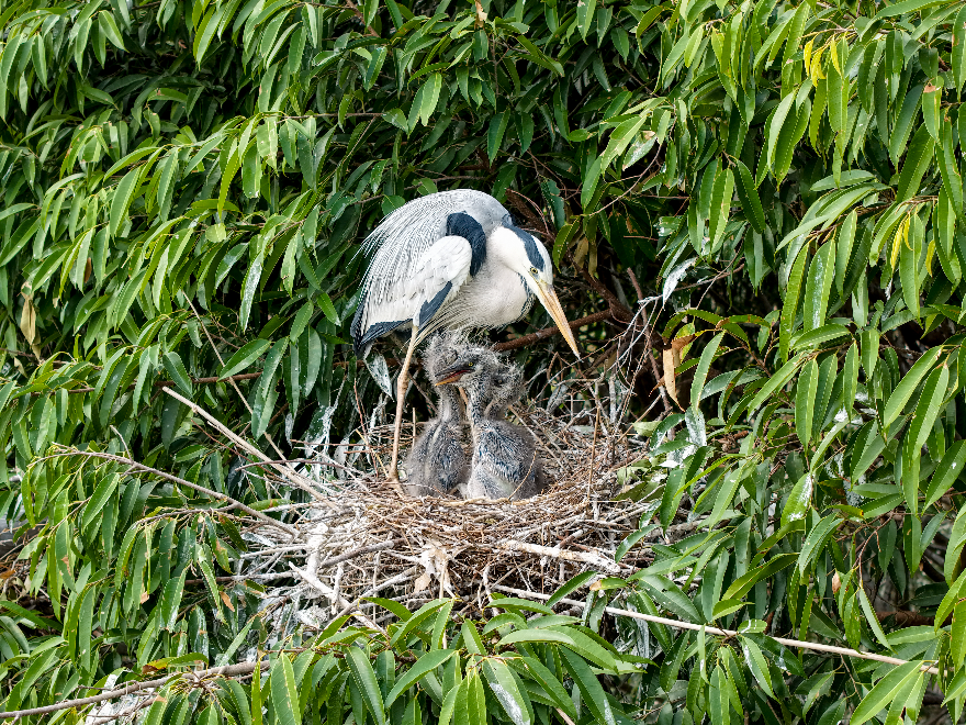 张政炀《自然中的守护者》海珠湿地