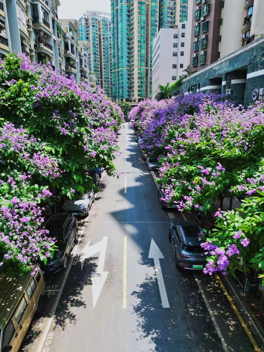 钟锐 《花开羊城 美在海珠-紫荆盛开的海联路》