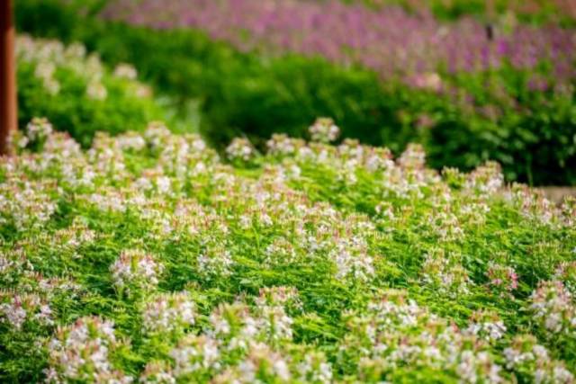 芳径闲游线:徒步者沿途可观花海、赏鹭鸟 受访者 供图