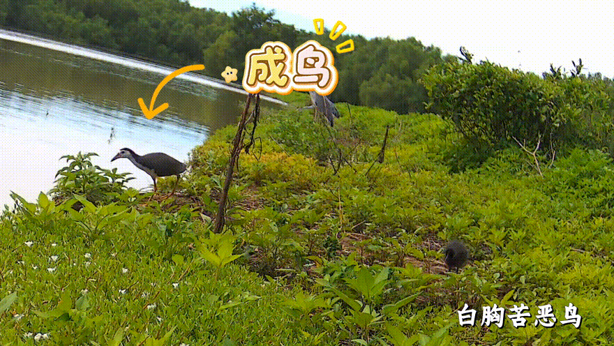 图4白胸苦恶鸟.GIF