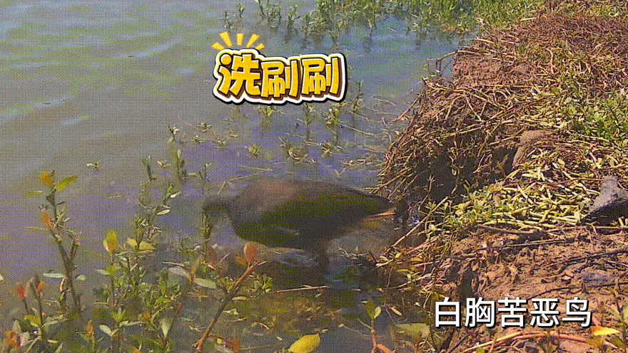 图6白胸苦恶鸟水中洗澡.GIF