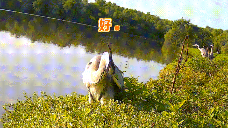 图11苍鹭啄理羽毛.GIF