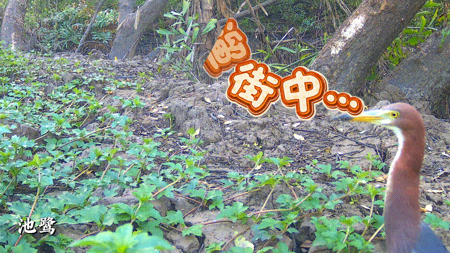 图13池鹭.GIF