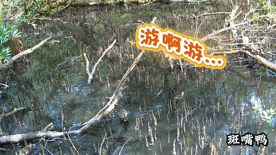 图14斑嘴鸭.GIF