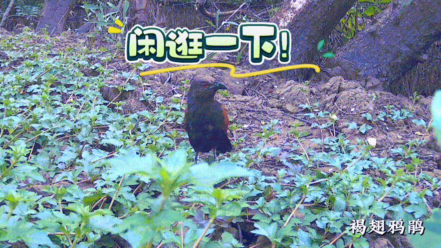 图17褐翅鸦鹃.GIF