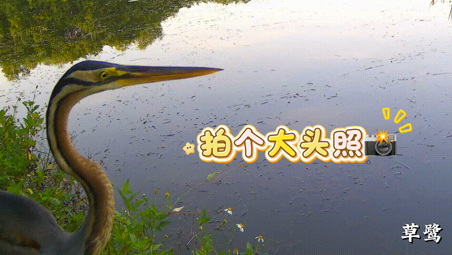 图19草鹭.GIF
