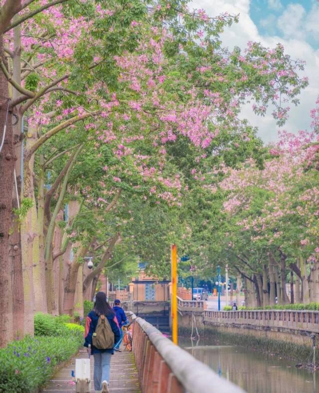 异木棉碧道。受访者供图