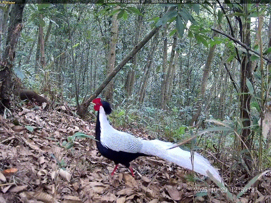 白鹇求偶.GIF